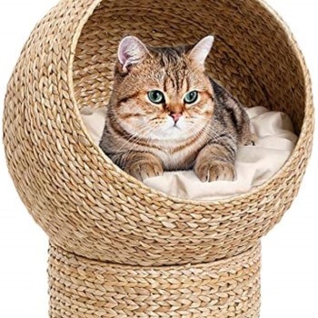 Karlie Φωλιά γάτας