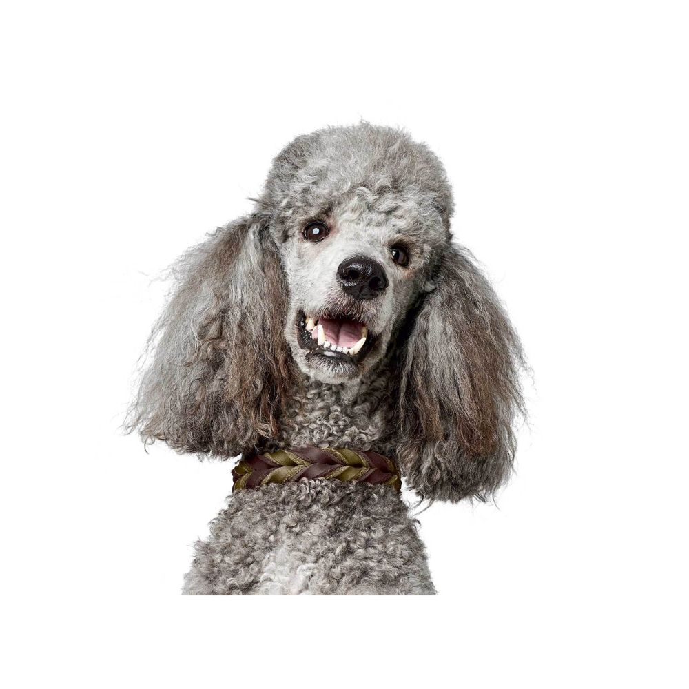 Hunter Περιλαίμιο Solid Education Duo M σκούρο καφέ/ελιά