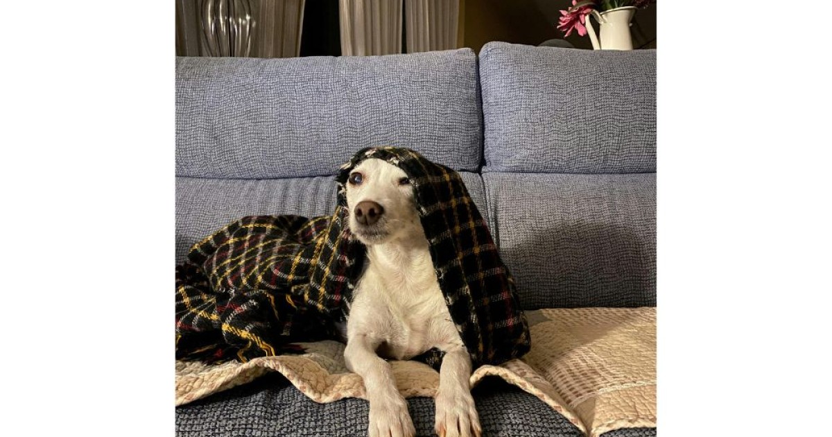 Μάθε να καταλαβαίνεις τον σκύλο σου και γίνε ο καλύτερος ιδιοκτήτης 