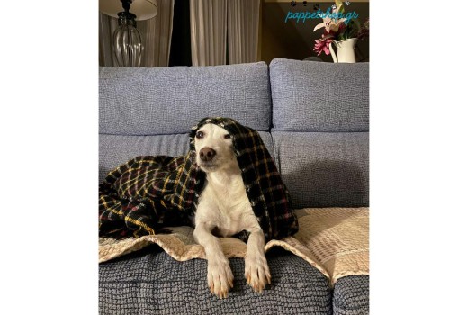 Μάθε να καταλαβαίνεις τον σκύλο σου και γίνε ο καλύτερος ιδιοκτήτης 