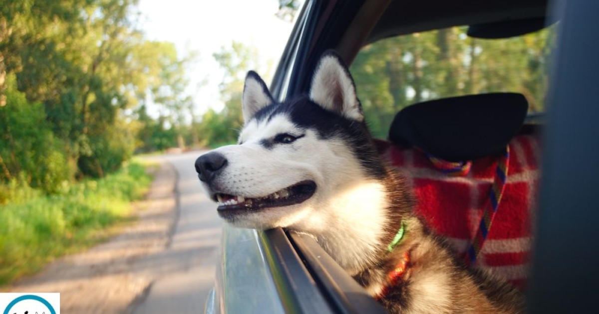 Πάσχα με το κατοικίδιό σου: Ο απόλυτος οδηγός για μια ξεχωριστή μίνι απόδραση