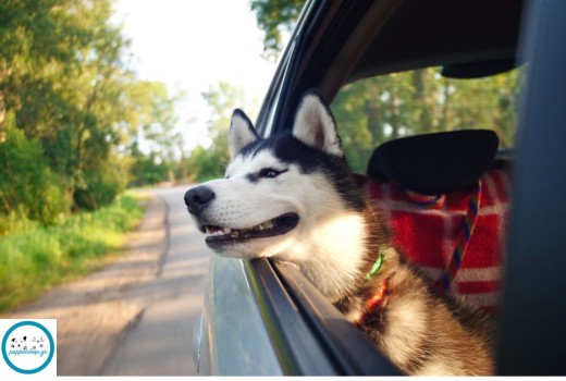 Πάσχα με το κατοικίδιό σου: Ο απόλυτος οδηγός για μια ξεχωριστή μίνι απόδραση