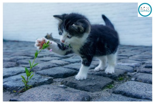 Πώς να επιλέξετε την κατάλληλη τροφή για τη γάτα σας