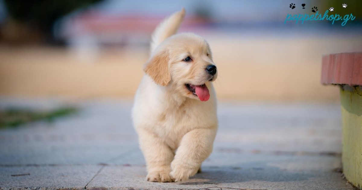 Διροφιλαρίωση των Σκύλων-Όσα πρέπει να γνωρίζει κάθε Κηδεμόνας