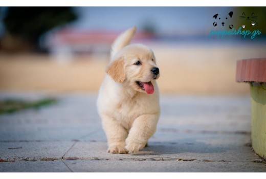 Διροφιλαρίωση των Σκύλων-Όσα πρέπει να γνωρίζει κάθε Κηδεμόνας